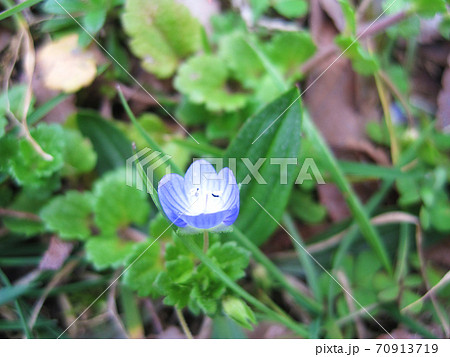 オオイヌフグリと春の雑草の写真素材