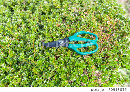 ハサミで雑草を切る 70913836