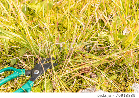 ハサミで雑草を切る ハサミで雑草を切る 70913839