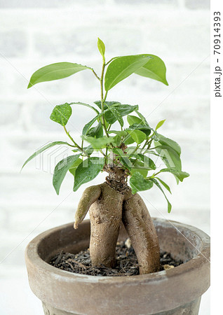 ガジュマル 70914393