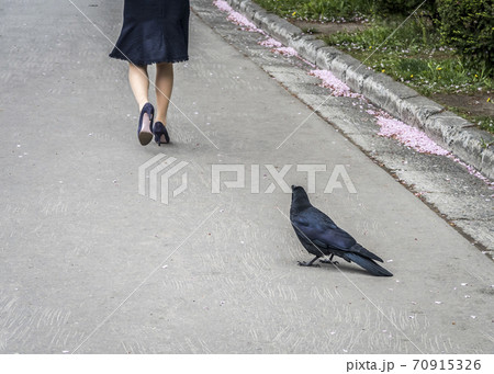 Crow looks at the feet of a girl passing by Crow looks at the feet of a girl passing by 70915326