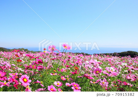 花さじき　10月 70915382