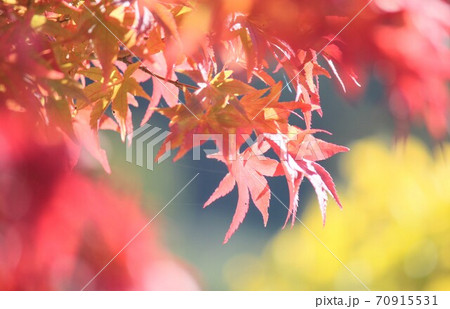 いちょうに染まる紅葉 いちょうに染まる紅葉 70915531