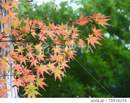 もみじ（紅葉） 70916250