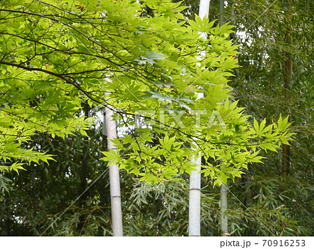 青いカエデ 70916253