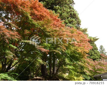 中尊寺　紅葉 70916255