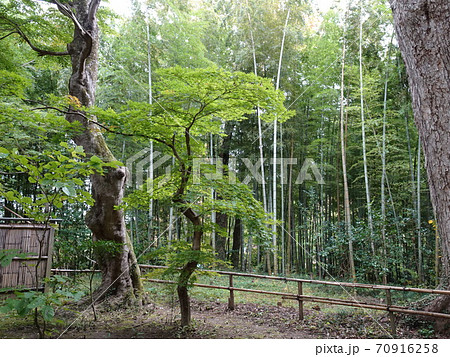 青いカエデ　中尊寺 70916258