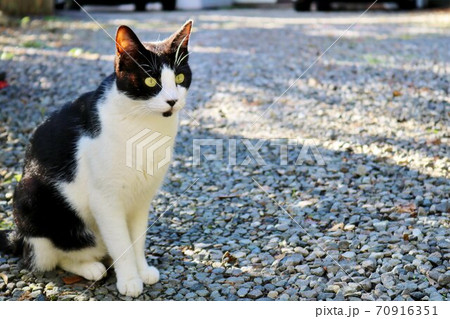見るねこ 道 ぶちねこ 黒白 見るねこ 道 ぶちねこ 黒白 70916351