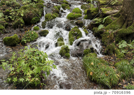 尚仁沢湧水の渓流の流れ 70916396