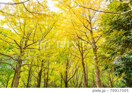 紅葉した森林(10月) 紅葉した森林(10月) 70917505