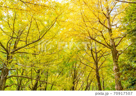 紅葉した森林（10月） 70917507