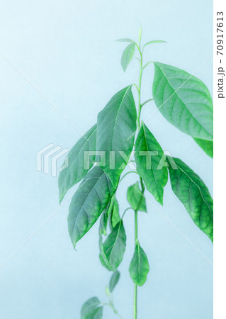 成長中のアボカド 70917613