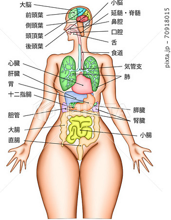 臓器 脳内 構造イラスト説明付きのイラスト素材