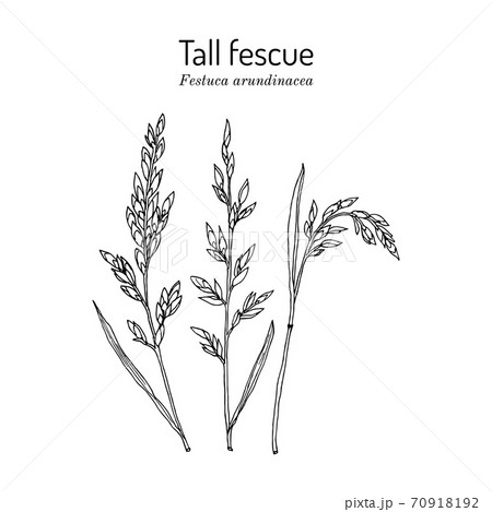 Tall fescue Festuca arundinacea , ornamental and forage plant 70918192