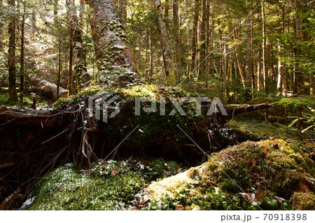 白駒池の苔に覆われた森の写真素材