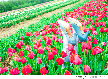 Halloween decor Wicked witch of west legs with blue shoes in tulips fields Halloween decor Wicked witch of west legs with blue shoes in tulips fields 70918423
