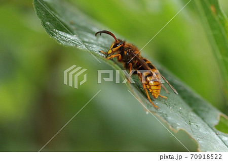 生き物 昆虫 ケブカスズメバチ(キイロスズメバチ)、十月。触角の長いオスが木の葉の上でメスを待つ? 生き物 昆虫 ケブカスズメバチ(キイロスズメバチ)、十月。触角の長いオスが木の葉の上でメスを待つ? 70918522