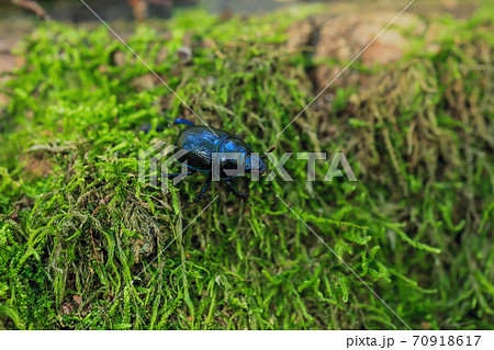 Blue metallic earth-boring dung beetle in green moss, selective focus Blue metallic earth-boring dung beetle in green moss, selective focus 70918617