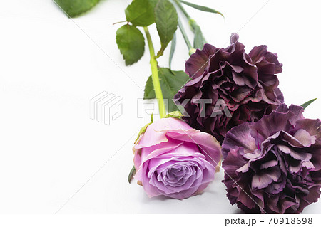 赤紫のカーネーションとピンクのバラの写真素材