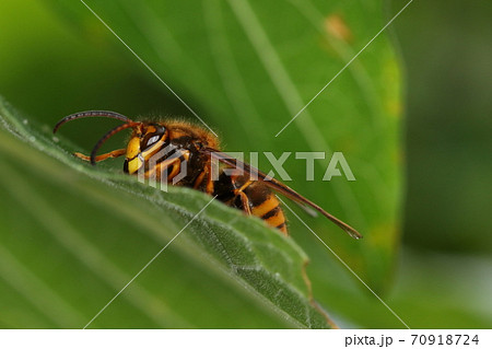 生き物 昆虫 ケブカスズメバチ(キイロスズメバチ)、オスです。長い触角、面長の顔が優しい? 生き物 昆虫 ケブカスズメバチ(キイロスズメバチ)、オスです。長い触角、面長の顔が優しい? 70918724