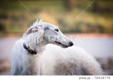 Portrait of a white dog breed Russian canine borzoi 70918779