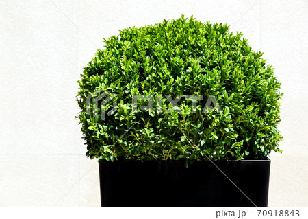 Green leafy artificial oval form bush in a black plastic pot on the background of a light stone wall. Green leafy artificial oval form bush in a black plastic pot on the background of a light stone wall. 70918843
