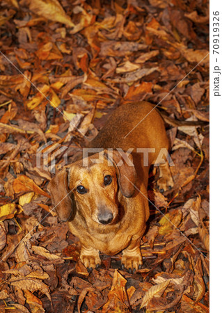 image of dog autumn leaf image of dog autumn leaf 70919326