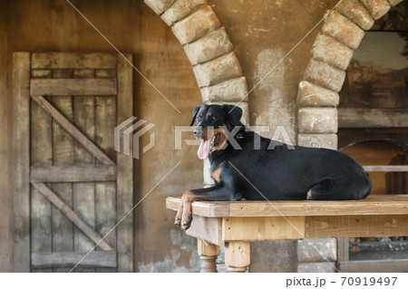a large black dog of the breed Beauceron (French Shepherd) lies on the background of an old interior 70919497