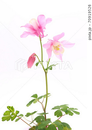深山苧環 オダマキ 赤花 ピンク色の花 山野草 白背景の写真素材