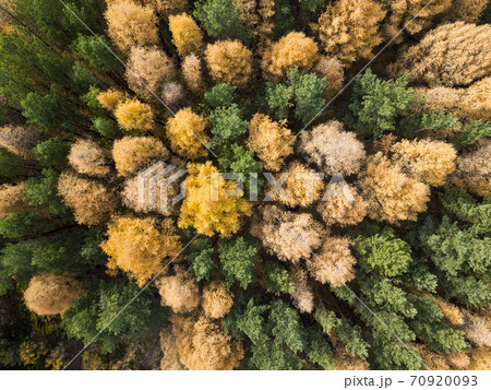 Aerial photo of colorful forest in autumn season. Yellow and green trees Aerial photo of colorful forest in autumn season. Yellow and green trees 70920093