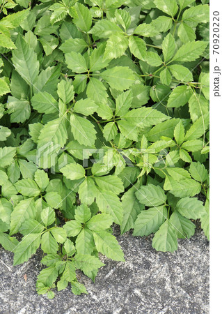 道ばたに這い出るヤブカラシの葉 70920220