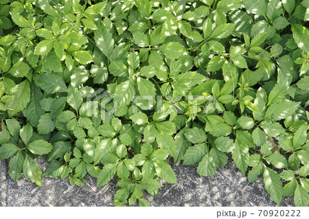 道ばたに這い出るヤブカラシの葉 70920222