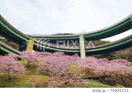 静岡県・伊豆/ 河津桜と河津七滝ループ橋（河津高架橋） 70920223