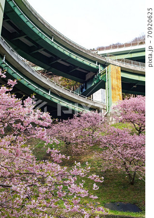 静岡県・伊豆/ 河津桜と河津七滝ループ橋（河津高架橋） 70920625
