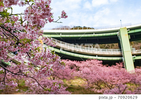静岡県・伊豆/ 河津桜と河津七滝ループ橋（河津高架橋） 70920629