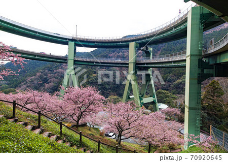 静岡県・伊豆/ 河津桜と河津七滝ループ橋（河津高架橋） 70920645
