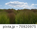 コキア（緑） 70920975
