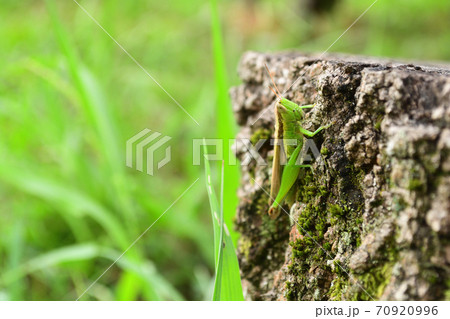 ハネナガイナゴ 70920996
