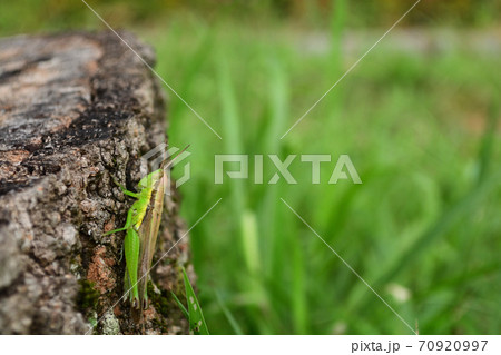 ハネナガイナゴ 70920997