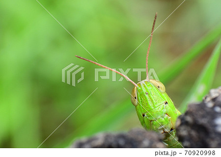 ハネナガイナゴ 70920998