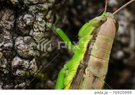 ハネナガイナゴ 70920999