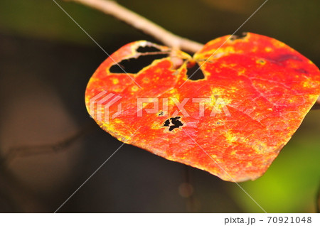 紅く色づいた一枚の葉（茶色背景）　　　紅葉した一枚の葉 70921048
