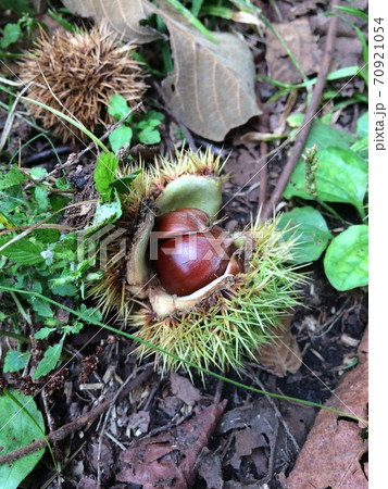 トゲトゲ付きの栗 70921054