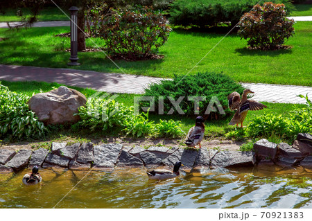after swimming in the pond ducks go on land to stroll through the landscape design of the park. after swimming in the pond ducks go on land to stroll through the landscape design of the park. 70921383