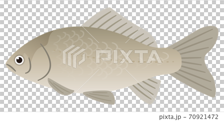 フナのイラストレーション 70921472