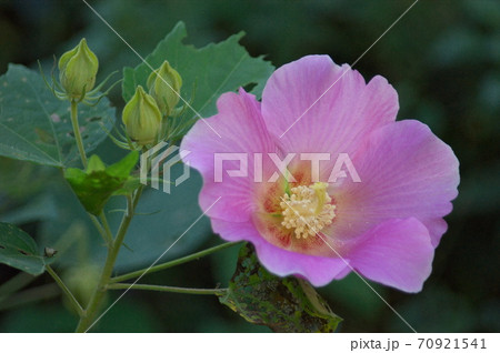 庭で咲いた芙蓉の花 70921541