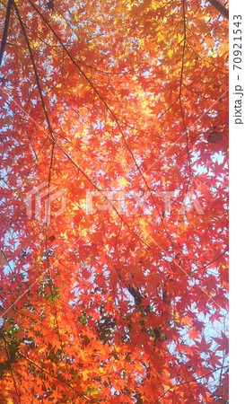 紅葉 紅葉 70921543