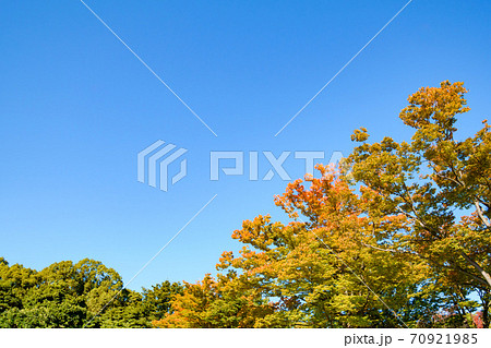 埼玉県 大宮第二公園の紅葉の写真素材