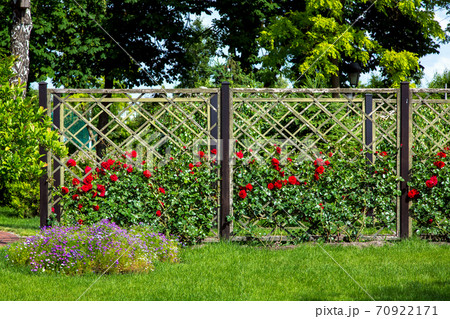 rose garden of red roses planted and growing on a wooden fence in the garden with a green lawn, in the background tall trees. 70922171