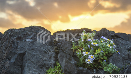 菊 秋の花 風景 70922183